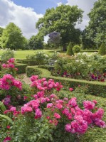 Box framed parterre garden with Rosa 'Pretty Polly'