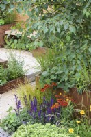 Helenium 'Moerheim Beauty' and Salvia 'Caradonna'  with grasses in Lunch Break Garden at RHS Hampton Court Palace Garden Festival 2022 