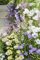 Planting with Argyranthemum  'Crested White' - Marguerite ', Brachyscome 'Mauve Magic' - Fleabane and white Cosmos in #knollingwithdaisies garden at RHS Hampton Court Palace Garden Festival 2022