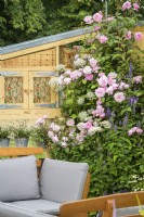 Climbing along wooden storage unit Rosa 'Marly Delany' with pink flowers in Knolling with Daisies, RHS Hampton Court Palace Garden Festival 2022