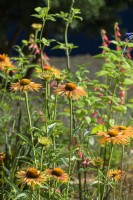 Colourful planting of Echinacea 'Big Kahuna' - Over The Wall Garden, supported by Takeda. RHS Hampton Court Palace Garden Festival 2022 