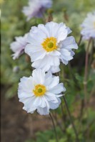 Anemone 'Frilly Knickers' - September