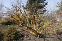 Salix 'Yelverton', entwined stems