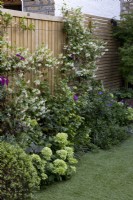 Contemporary wood boundary fence with Trachelospermum jasminoides in herbaceous border