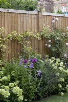 Contemporary boundary fence with herbaceous border
