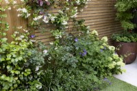 Herbaceous border with Trachelospermum  jasminoides growing on contemporary wood boundary fence.