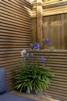 Contemporary wood pergola with Agapanthus