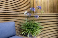 Seating area in contemporary wood pergola with Agapanthus