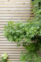 Acer with contemporary wood boundary fence