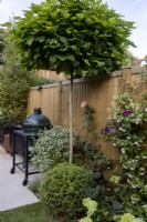 Patio area with contemporary wood boundary fence and              standard tree