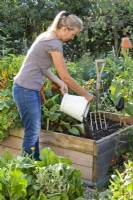 Woman adding compost in raised bed prior planting radicchio seedlings.