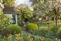 Country garden in spring with small summerhouse and patio,, border with orange tulips and Malus floribunda in blossom.