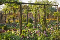 Wooden pergola support for climbing roses underplanted with spring flowers including tulips, daffodils and honesty.