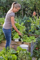 Harvesting lettuce from raised bed - removing roots and unhealthy foliage.