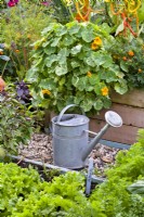 Watering can in kitchen garden with raised beds with growing lettuce, nasturtium, French marigold and pepper.