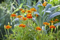 Tagetes patula - French marigold in companion with kale ' Nero di Toscana'.