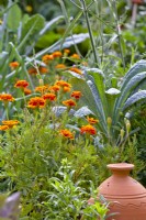 Tagetes patula - French marigold in companion with kale ' Nero di Toscana'.