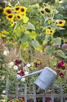 Watering can on wooden fence, flowerbed with dahlias and sunflowers in background.