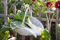 Swiss chard ' Silver White 2' in basket hanging on fence.