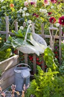 Swiss chard ' Silver White 2' in bed and in hanging trug.