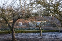 A blanket of frost covers the ground under the apples trees in the kitchen garden at Redisham Hall Nurseries.