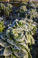 A line of frosted Brussel Sprouts plants, Brassica oleracea var. gemmifera,  growing under protective netting.