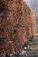 A beech hedge, Fagus sylvatica, turn a copper colour in the autumn and cling onto the branches throughout the winter until the new growth appears in spring.