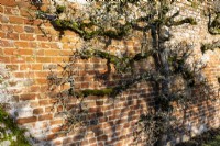 An espalier pear tree, Pyrus sp, trained up against a brick wall.