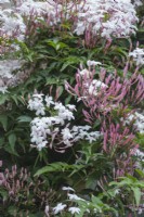 Jasminum polyanthum syn. blinii - May.