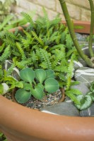 Large terracotta pot with decorative infilling using miniature ferns, hostas and cyclamen corms with striped pebbles - May