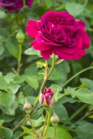 Rosa 'William Shakespeare' - syn. 'Ausroyal' -June.