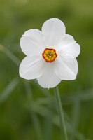 Narcissus 'Actaea' - April
