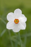 Narcissus 'Actaea' - April