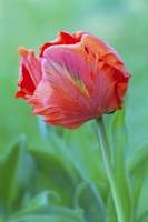 Tulipa 'Flower Power' - April