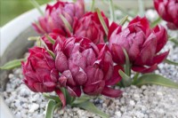 Tulipa humilis 'Tete-a-Tete' - March