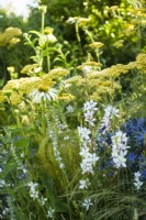Herbaceous planting  with Achillea ' Terracotta', Echinacea purpurea 'Alba', Eryngium bourgatii and Gaura -  Plant Friendly Garden, RHS Hampton Court Palace Garden Festival 2022