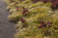 Yellow ornamental grass Molinia caerulea 'Edith Dudszus' interplanted with Helleborus 'Anna's Red'.  Metal path edging.