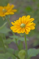 Rudbeckia 'Amarillo Gold' - September