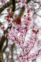 Prunus cerasifera, spring March