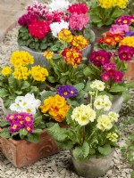 Primula vulgaris mix in pot, spring May