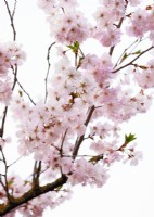 Prunus serrulata, spring April