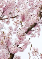 Prunus serrulata, spring April