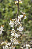 Pyrus pyrifolia var. culta, spring May