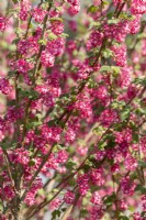 Ribes sanguineum King Edward VII, spring April