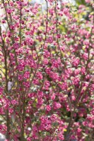Ribes sanguineum King Edward VII, spring April