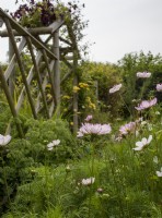 View across cut flower garden at Cotswold Country Flowers with cosmos in foreground