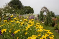 A view across the cut flower beds at Cotswold Country Flowers with Glebionis segetum (corn marigold) in front and sweet pea arch at rear.