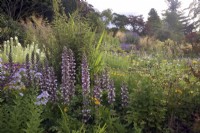 Acanthus spinosus in mixed plantings at Marwood Hill Gardens, Devon, UK