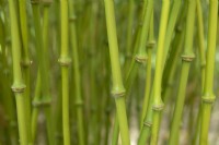 Chimonobambusa tumidissinoda syn. Chimmonobambuse tumidinoda, Qiongzhuea tumidissinoda - walking stick bamboo. Close up of stems. May