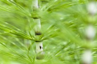 Equisetum telmateia - great horsetail, northern giant horsetail. Closeup in May.